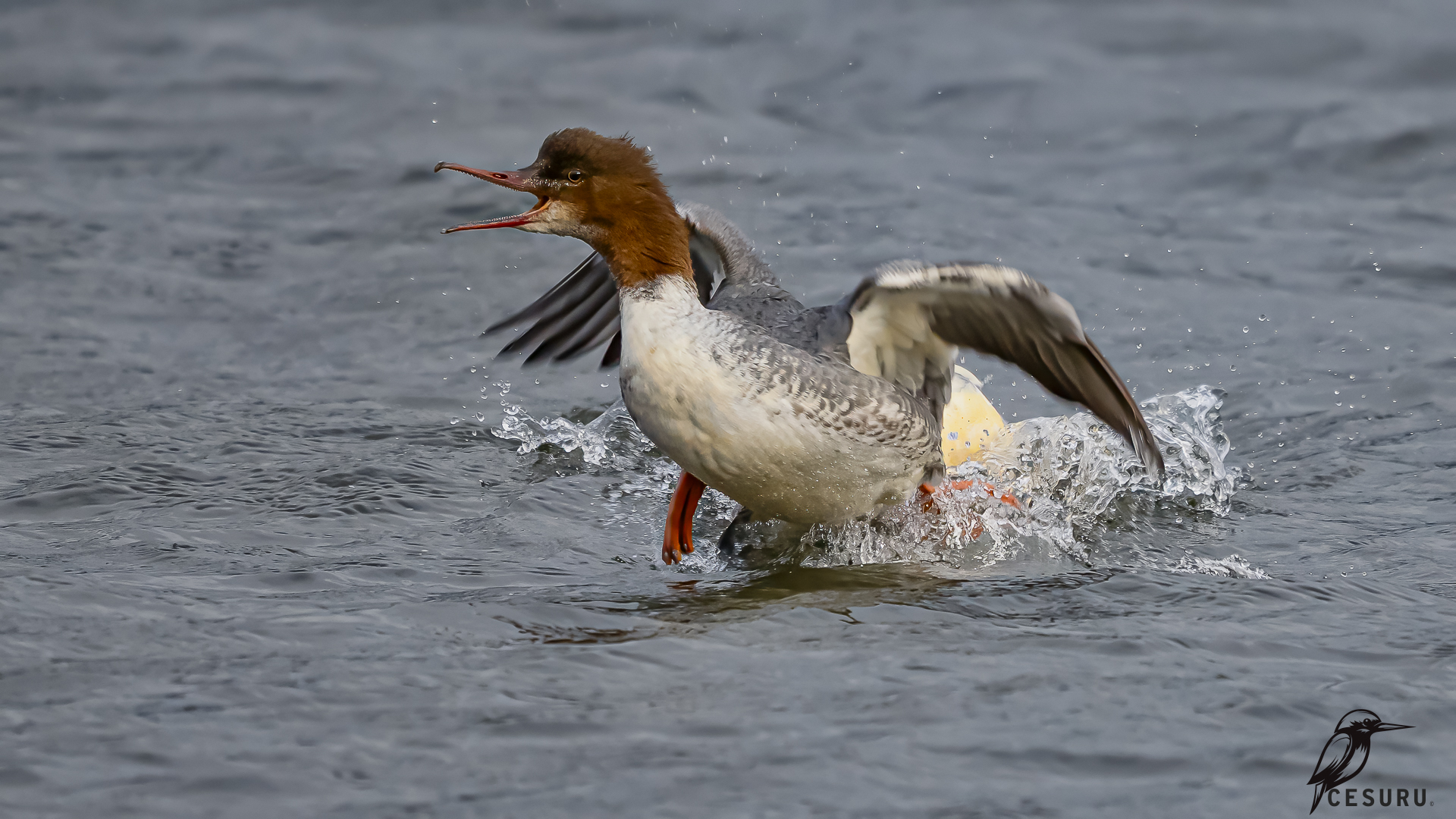 Common Merganser